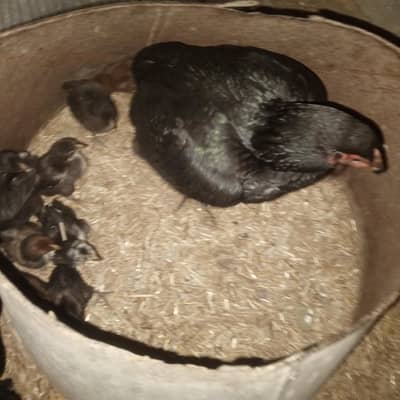 aseel chicks for sell price 850 per piece