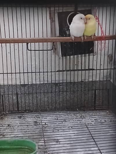 Love Birds cages.  and accessories. 2 love birds pair