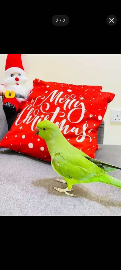 lovely hand tam talking mail parrot