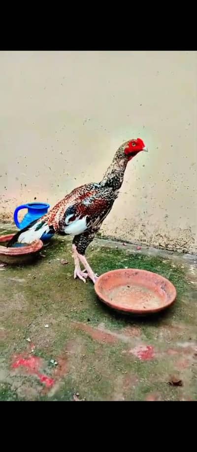 aseel murga ha 03081130039