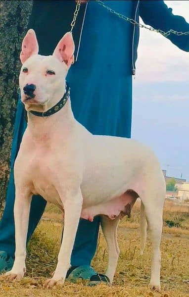 kohati gultar female breedar 13 mahnt for sale active and healthy