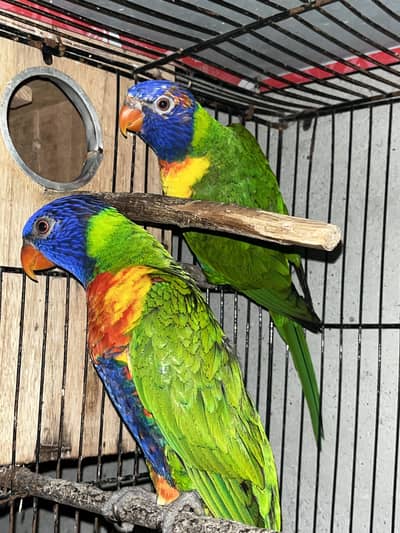 Lorii breeder pair for sale with DNA