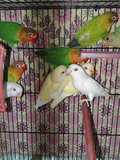 Love birds