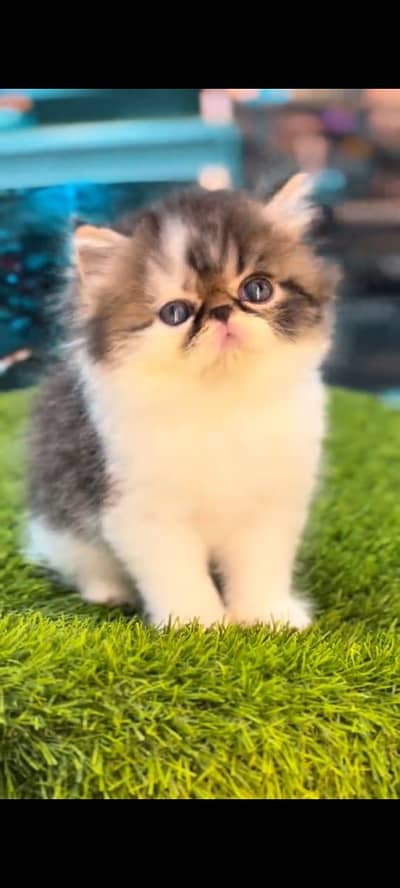 pure Persian cat panch face vaccinated triple coated