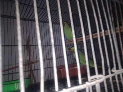 I am selling all setup bird's