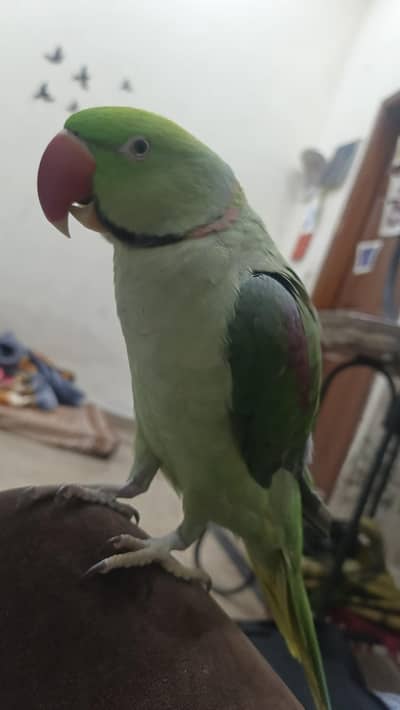 raw parrot