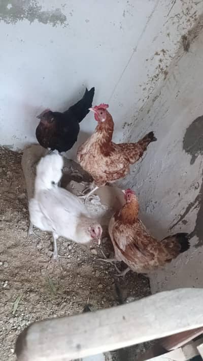 Golden misri hens for sale