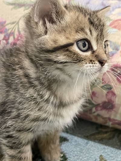 Persain Kitten Double Coat| 1.5 Month Kitten| Smoky colour