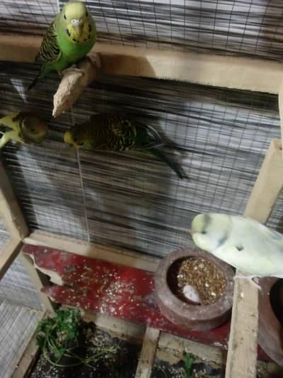 pide buggies 1 pair sime buggies 1 pair breeder pair for sale