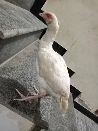 2 aseel chicks haan 6 month almost age ha white blood line