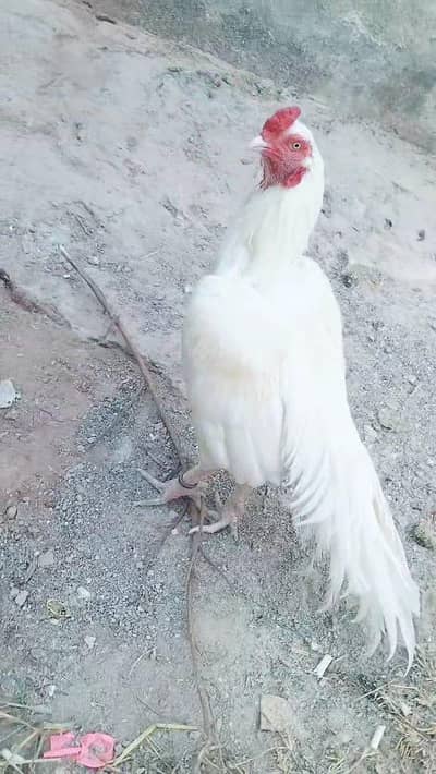 2 aseel chicks haan 6 month almost age ha white blood line