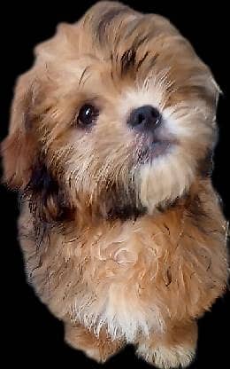 cute shih tzu male