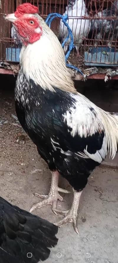 JAWA ASEEL MALE FOR SAIL FINAL 10000-CONTACTS-03132723390