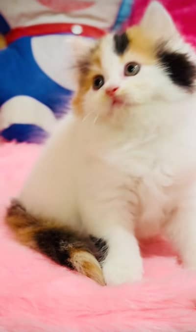 Persian cat vaccinated triple coted