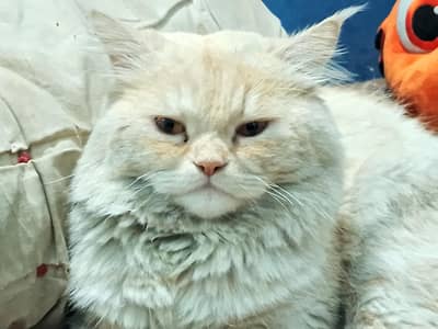Persian cat