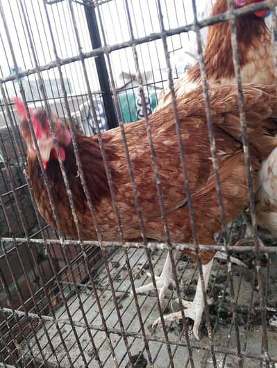 cage 11000 & golden missry dassi morgiya hens andiy day rahi hay