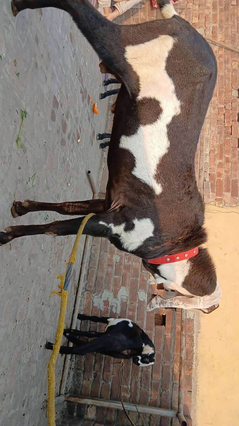 Breeder Bakra 1
