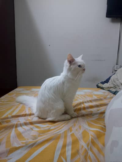 Urgently selling my Persian pet cat!