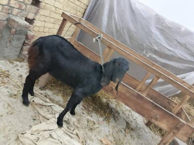 Beetal Bakri aur Beetal Pathay for Sale | Pregnant Bakri