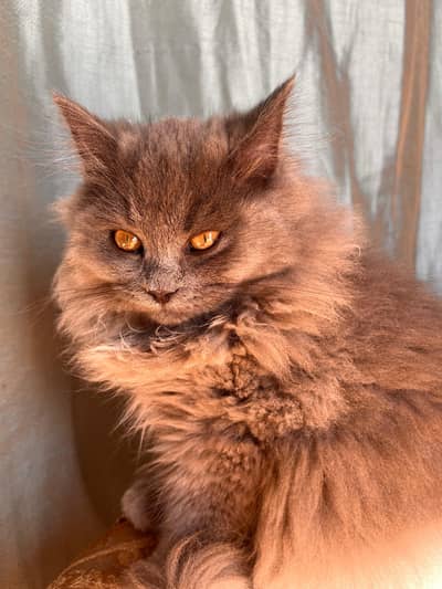 Male Persian Gray little teddy