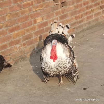 turkey bird's