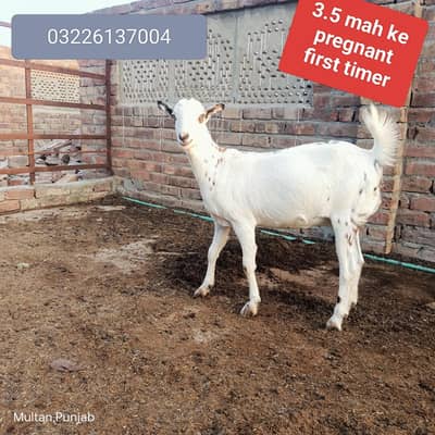 taddi pregnant bakri