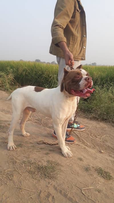 American Bulldog Male 03260404534