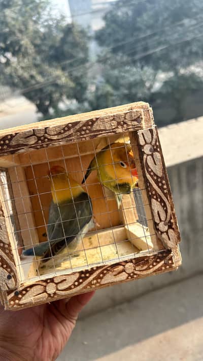 Parblue youving opaline 100% breeder Pair 5 ags average