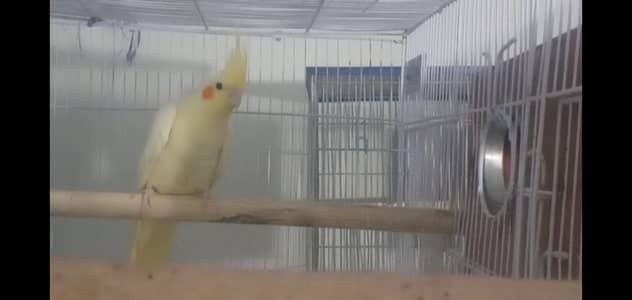 cream cocktail breeder pair | Snow White| finches | java finch