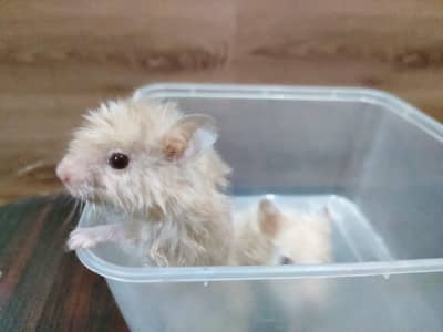 Hamster Extra Long Coat Pair Available