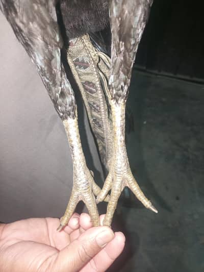 pur Pakistani  aseel female