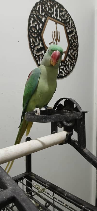 Green kashimiri ring neck parrot - female