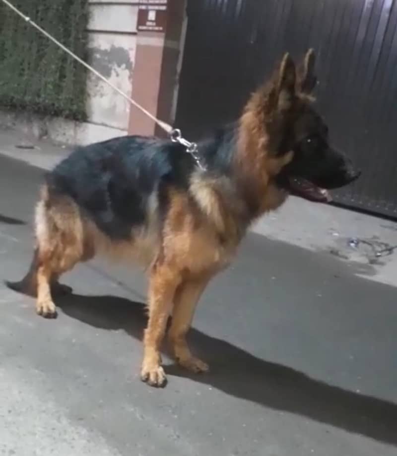German Shepherd 0