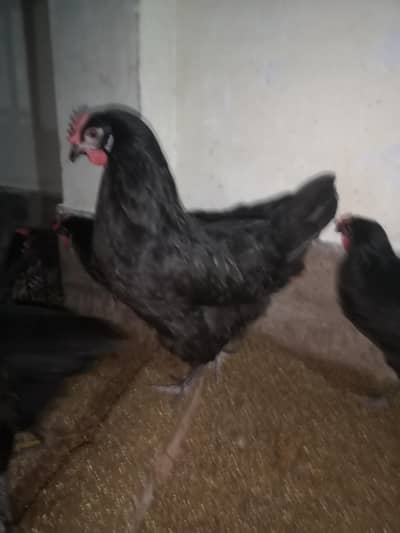 Lohmann Desi laal bery size ka anda denny wali murgie