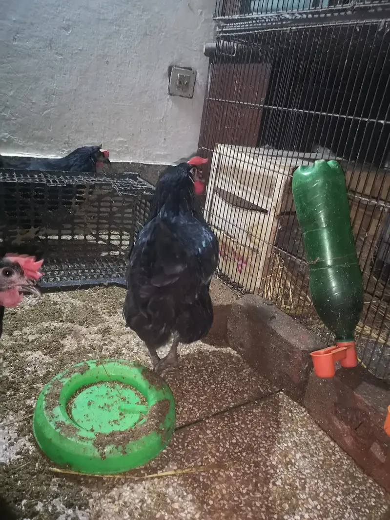 Lohmann Desi laal bery size ka anda denny wali murgie — photo 3