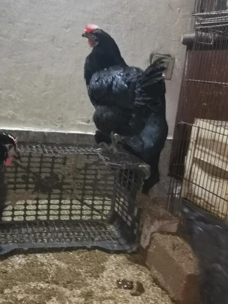 Lohmann Desi laal bery size ka anda denny wali murgie — photo 6