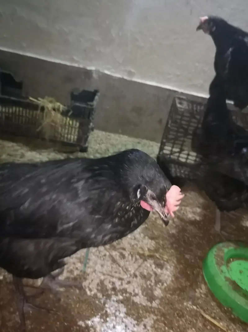 Lohmann Desi laal bery size ka anda denny wali murgie — photo 10