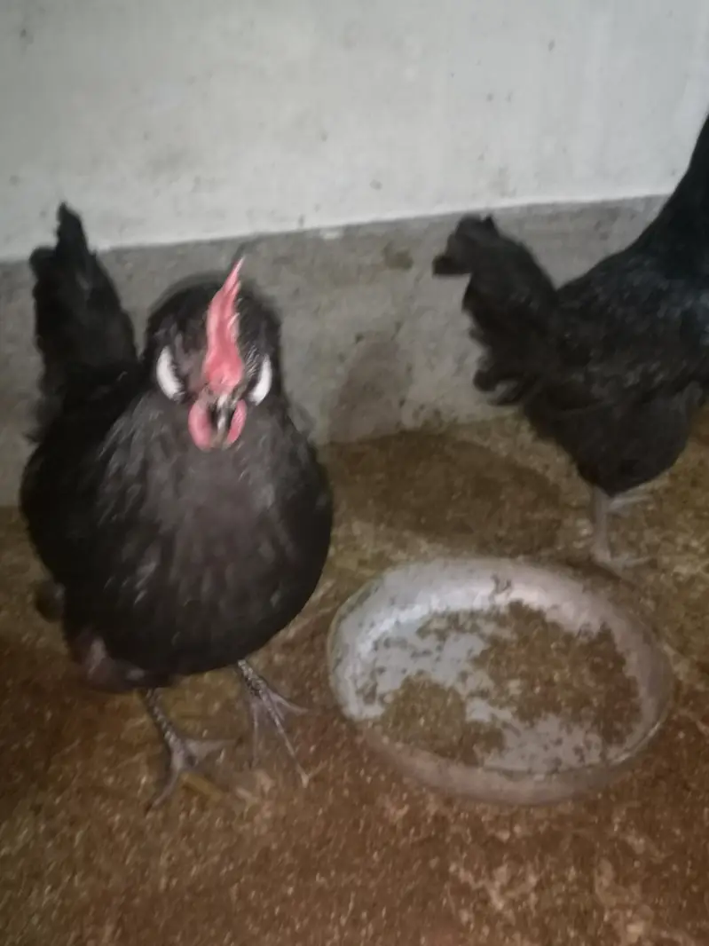Lohmann Desi laal bery size ka anda denny wali murgie — photo 12