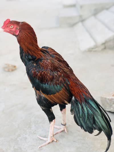 Aseel Murga for sale age 10 month whatsapp number 03117274989