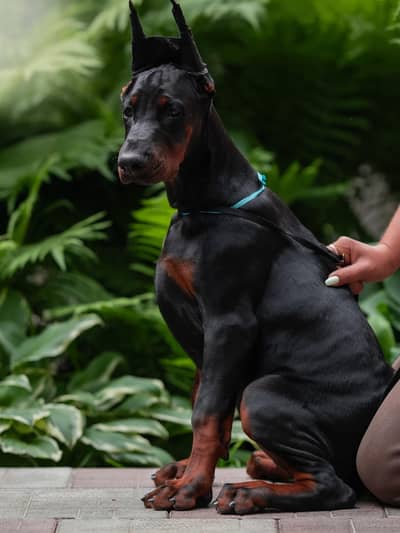 Doberman 03234696626