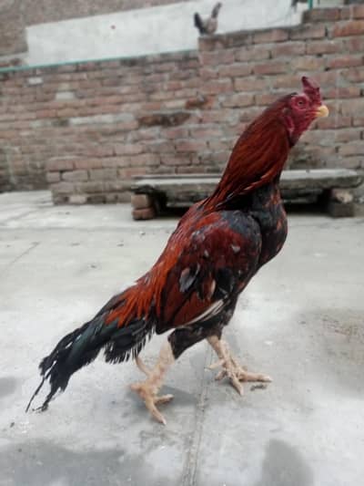 Aseel breeder for sale