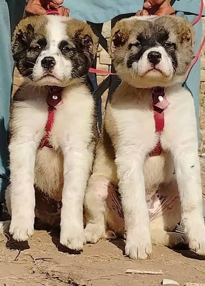 Afghan Koch puppy security dogs available for sale