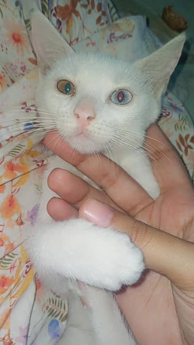 6 months old Persian cat