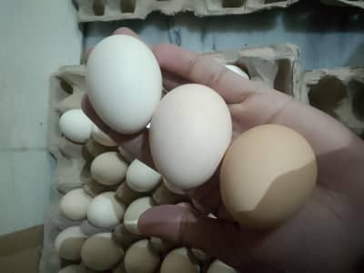 Eggs | Home grown eggs | delivery