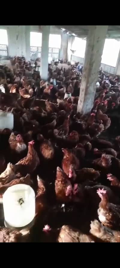 A Grade Lohmal brown