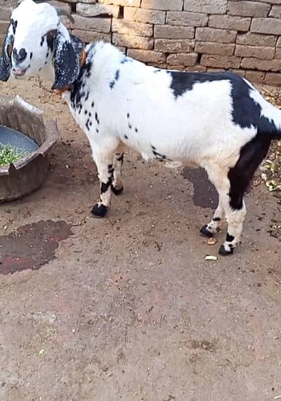 بکری ہے دو دانت ٹیڈی نسل