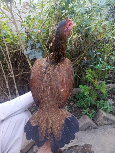 2 Females Comes from herra breed