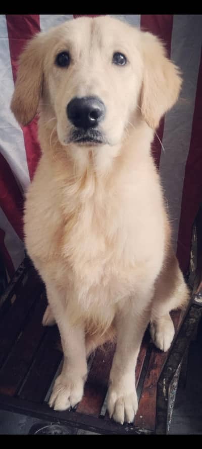 Pedigree Golden Retriever American. 03368584990