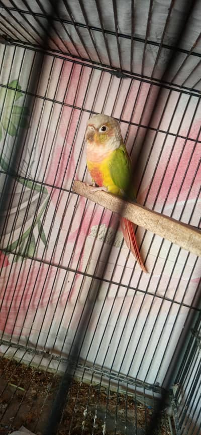 Pineapple and greenchick conure high red factor