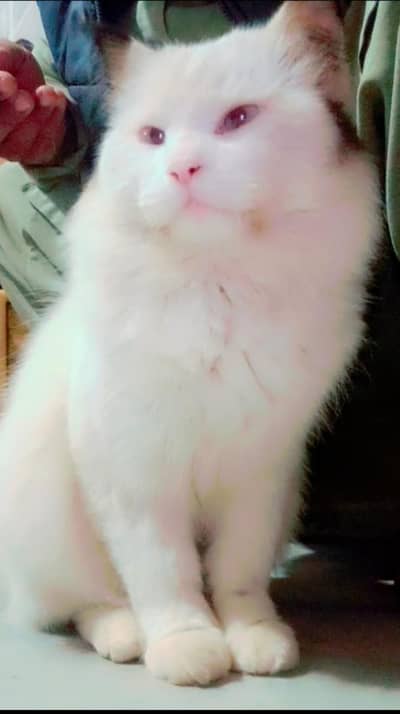 Emprted Persian cat  for sale